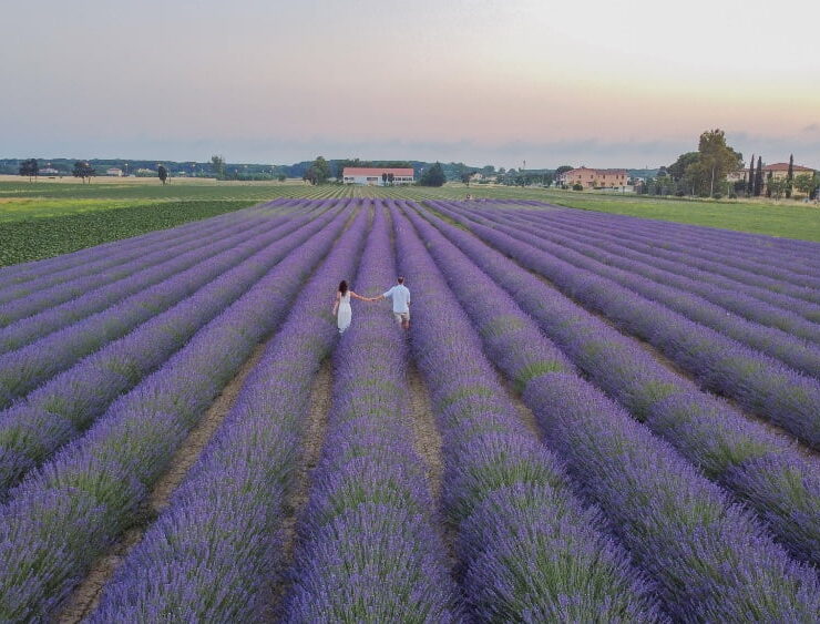 Dove trovare i campi di lavanda in Toscana