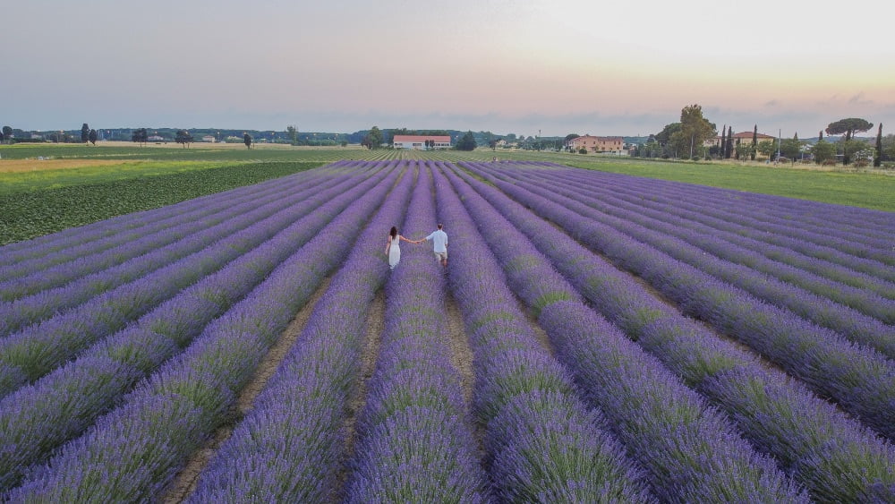 Dove trovare i campi di lavanda in Toscana