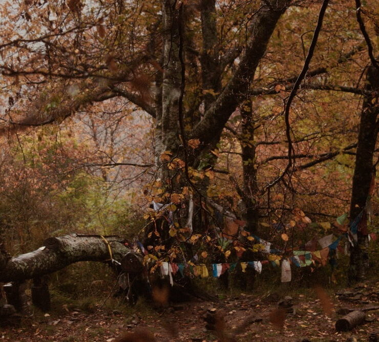 Albero con gli occhi