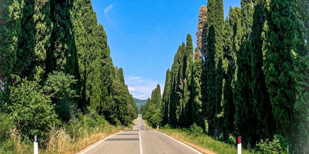 viale di Bolgheri