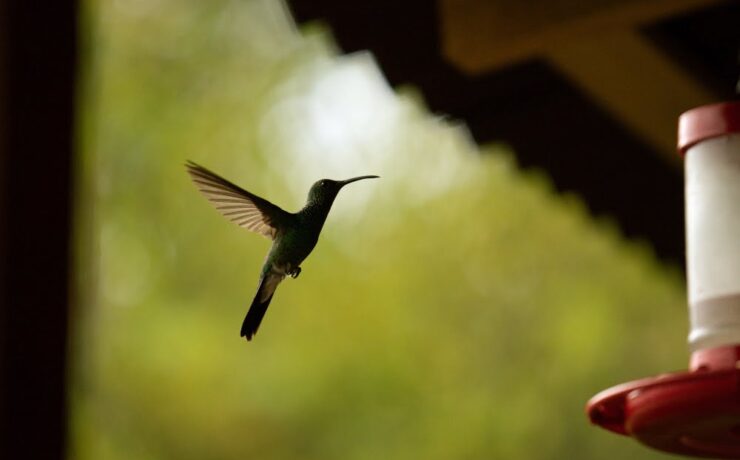 minca colombia colibrì