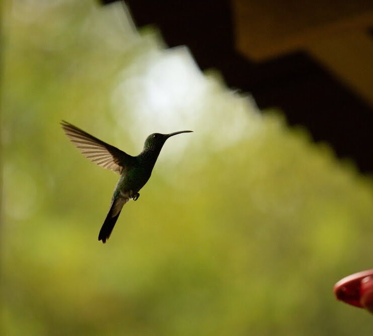 minca colombia colibrì