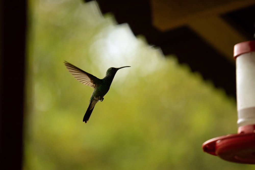 minca colombia colibrì