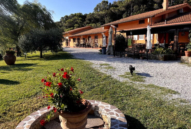 Erba di campo
